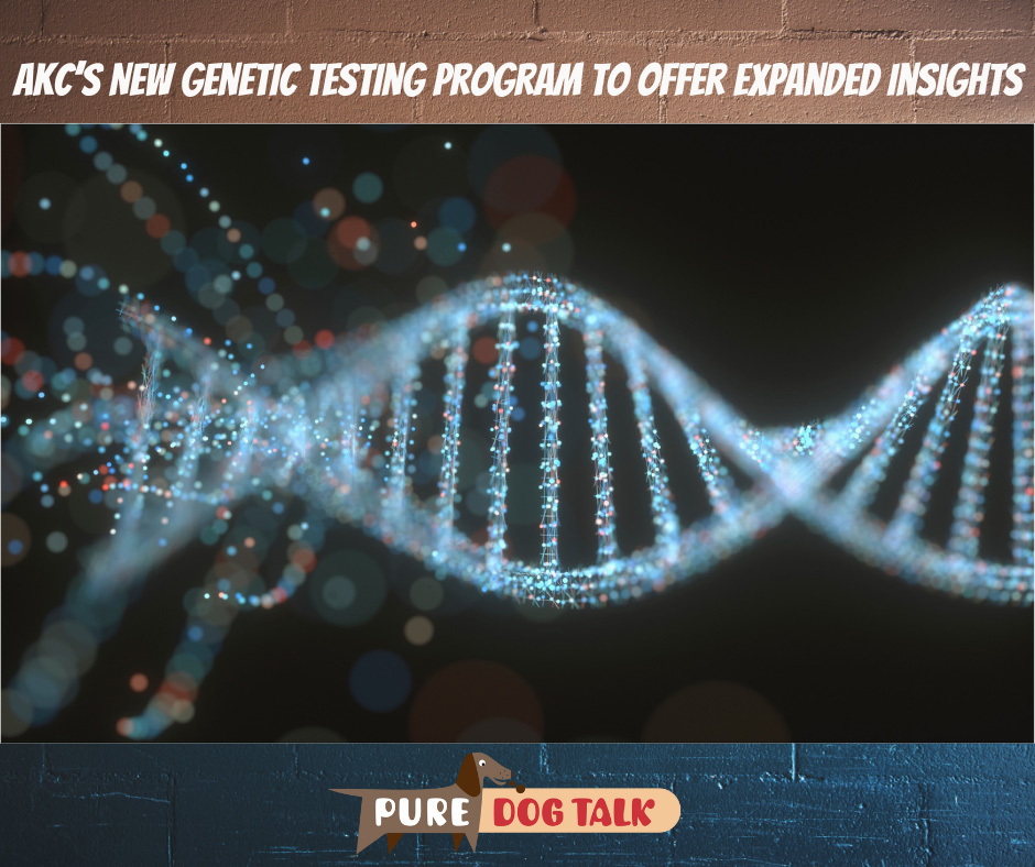 AKCs-New-Genetic-Testing-Program-to-Offer-Expanded____