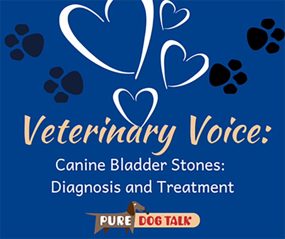 Veterinary-Voice-Canine Bladder Stones Diagnosis and Treatment