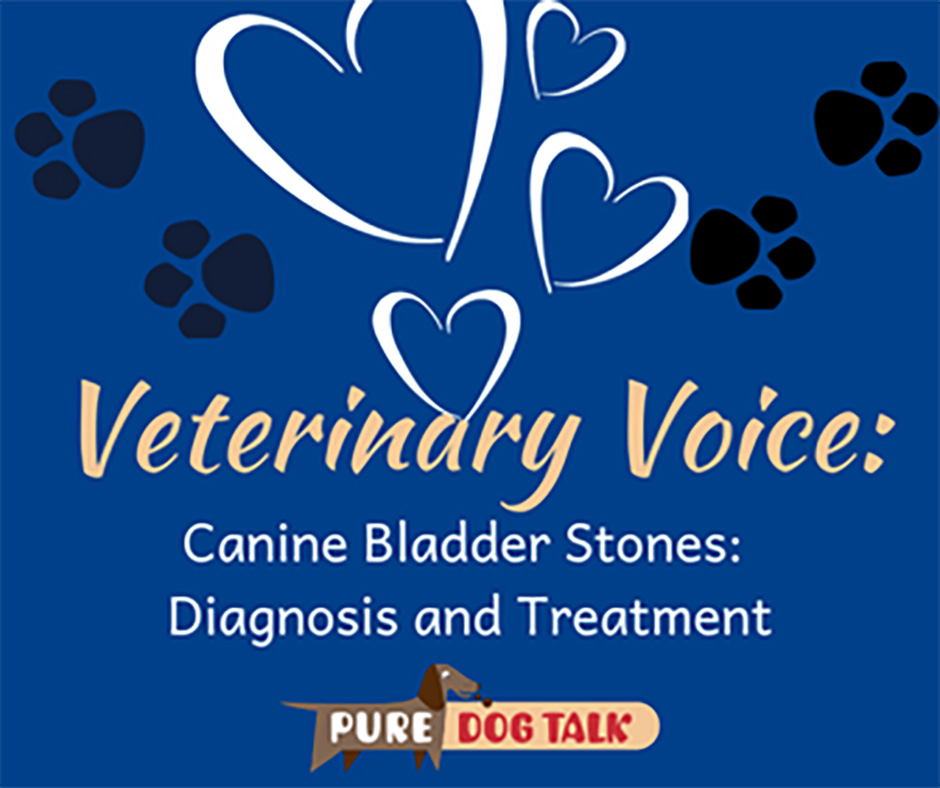 567-canine-bladder-stones-diagnosis-and-treatment-pure-dog-talk