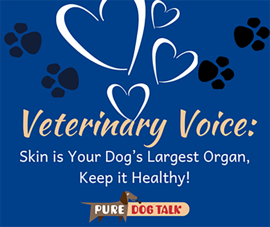 Skin is Your Dog’s Largest Organ, Keep it Healthy!