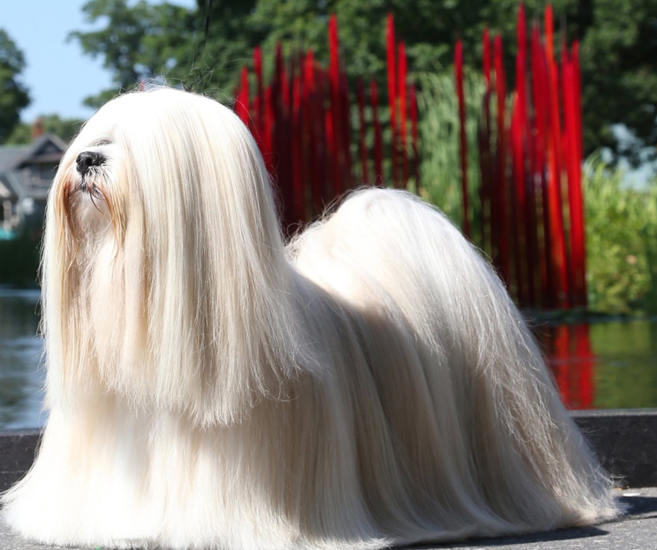 Susan Giles on the Lhasa Apso, Grooming and Breeding | Pure Dog Talk