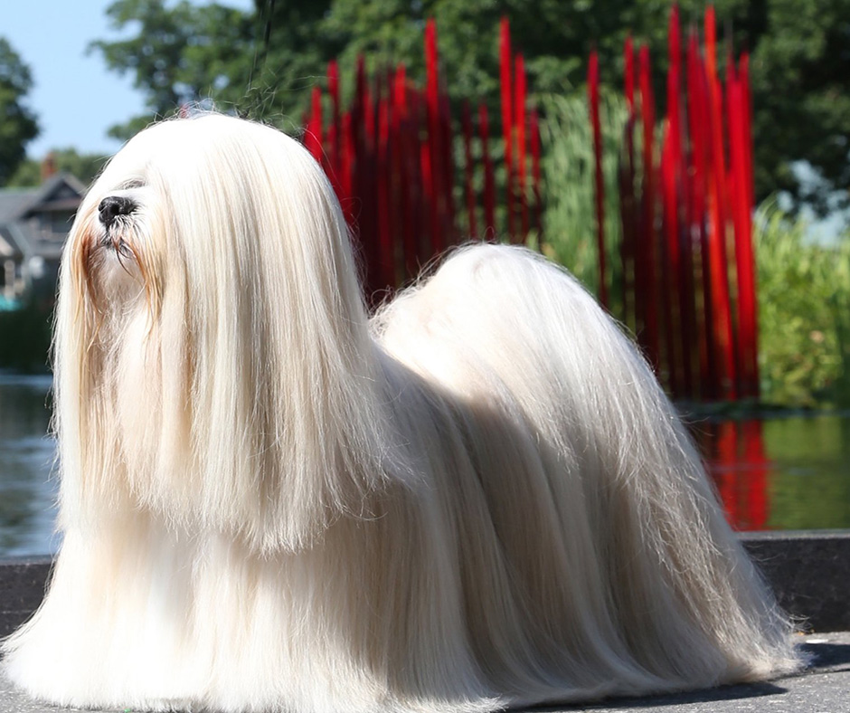 National dog store show lhasa apso