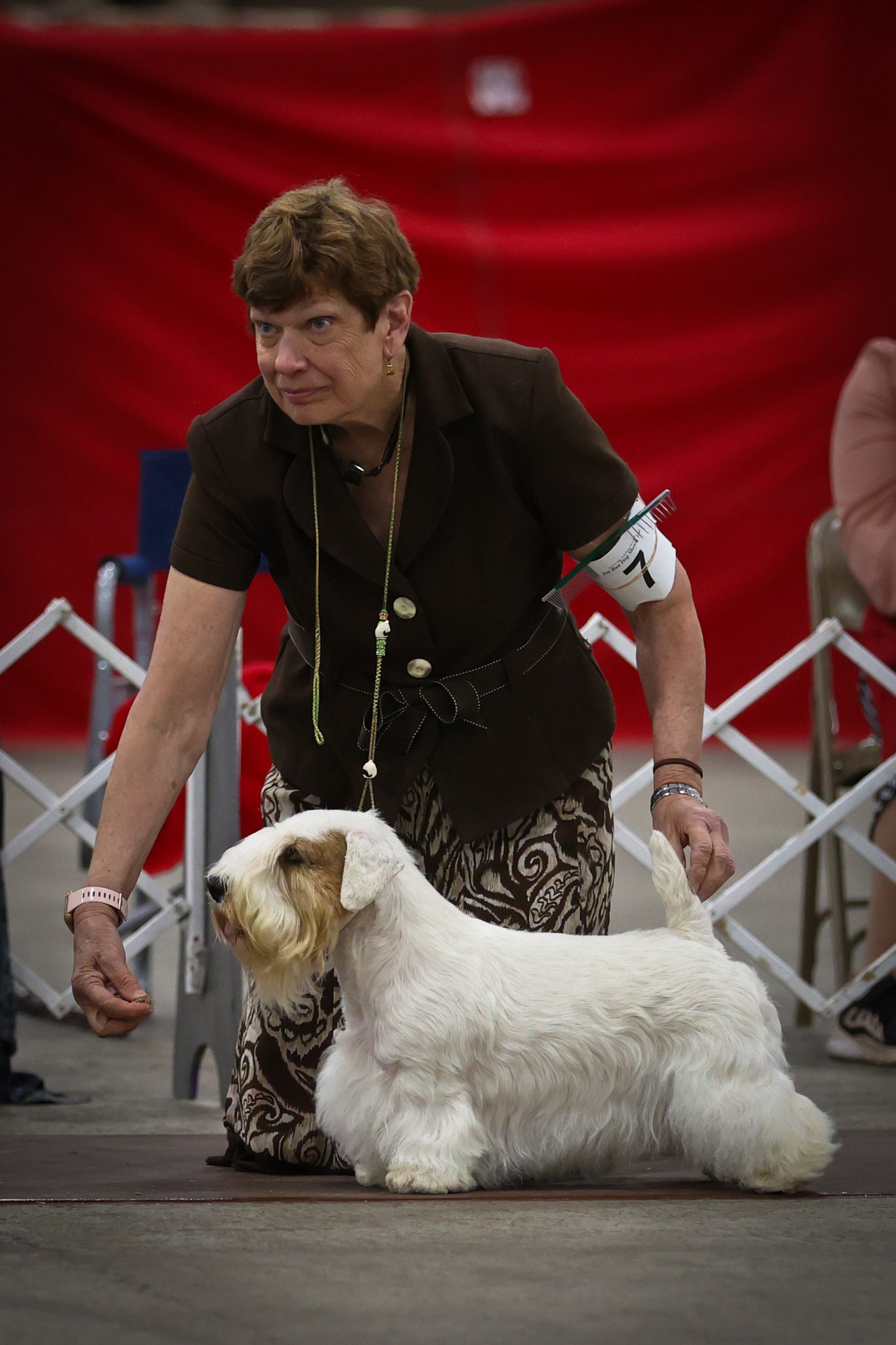 Sealyham Terrier during a dog show in the current year