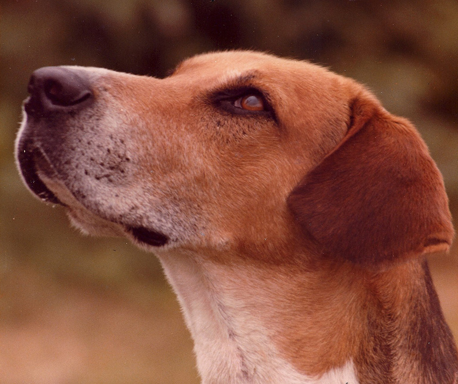 Purebred foxhound 2024