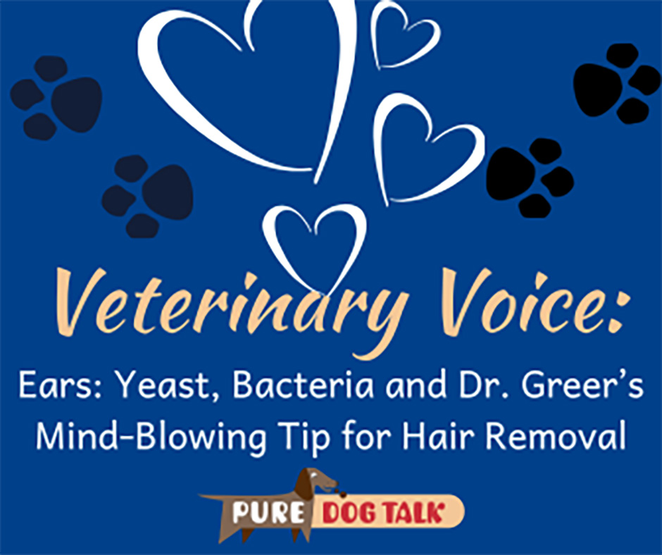 Veterinary-Voice-Ears Yeast, Bacteria and Dr. Greer’s Mind-Blowing Tip for Hair Removal