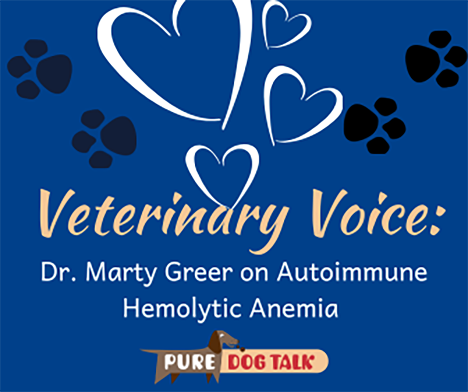 Canine autoimmune outlet hemolytic anemia treatment