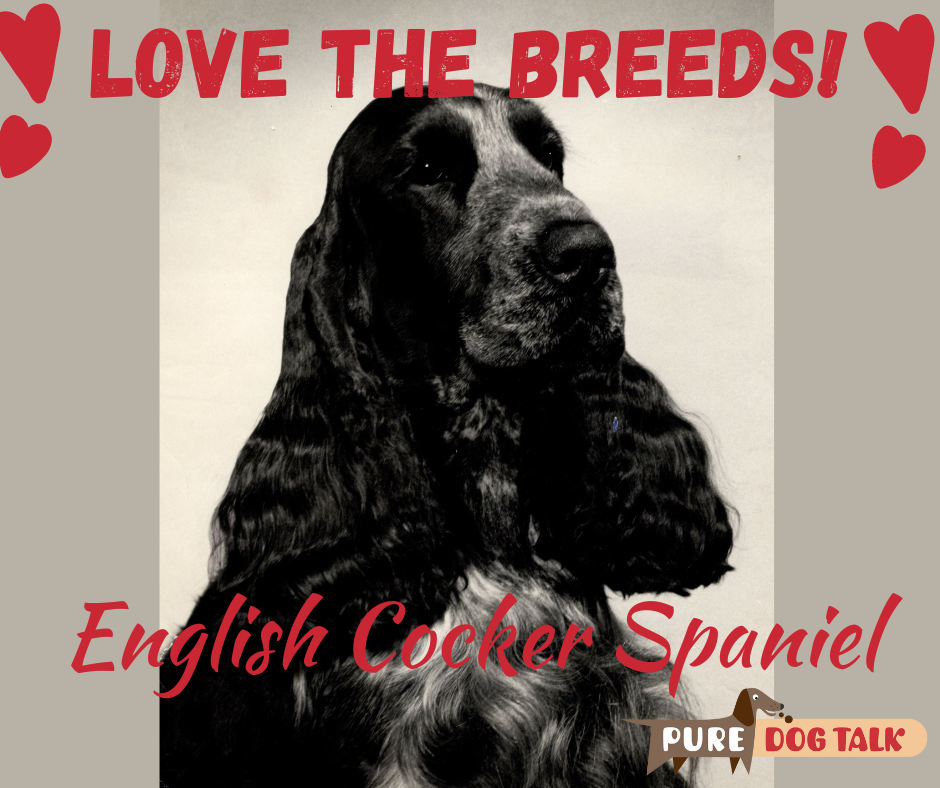 585 – Virginia Lyne on Merry and Expressive English Cocker Spaniel - Pure  Dog Talk