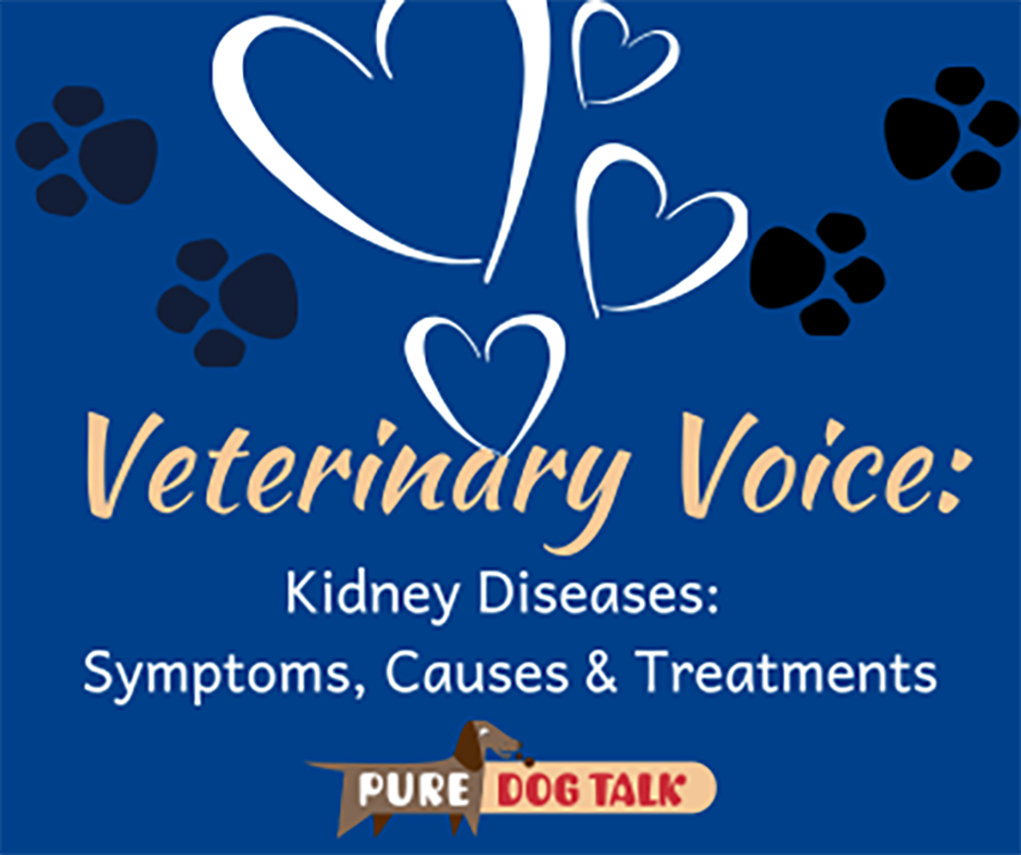 Veterinary-Voice-Kidney Diseases Symptoms, Causes and Treatments
