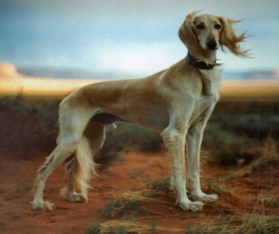 Saluki Breeders Usa