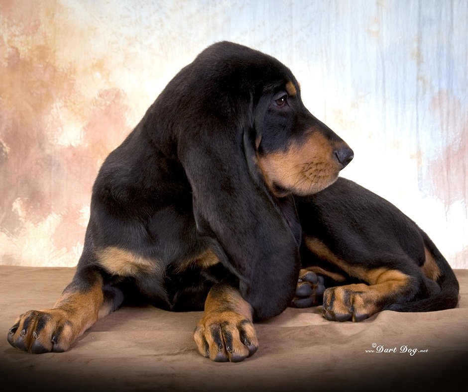 596 – Black and Tan Coonhounds with Kathy Corbett