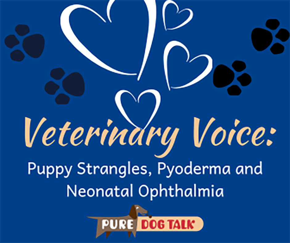 597 – Puppy Strangles, Pyoderma and Neonatal Ophthalmia