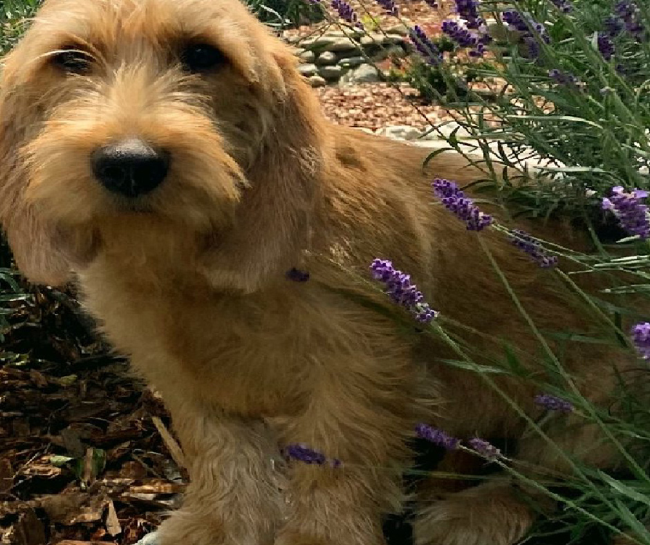 598 Basset Fauve de Bretagne Old Breed is New to AKC