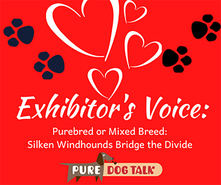 Veterinary-Voice-Purebred or Mixed Breed Silken Windhounds Bridge the Divide 