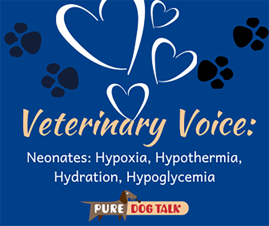 Veterinary-Voice-Neonates Hypoxia, Hypothermia, Hydration, Hypoglycemia