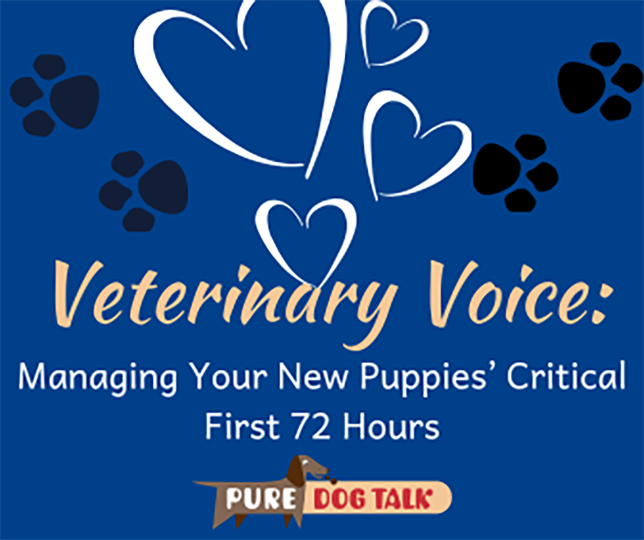 Veterinary-Voice-Managing Your New Puppies’ Critical First 72 Hours