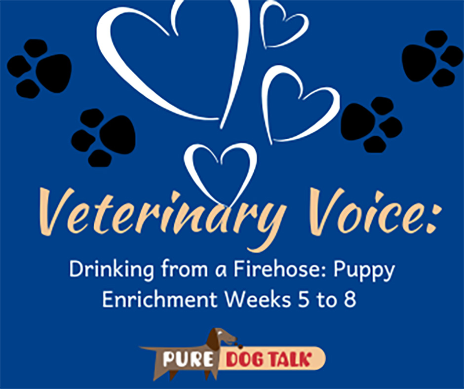 Veterinary-Voice-Drinking from a Firehose Puppy Enrichment Weeks 5 to 8