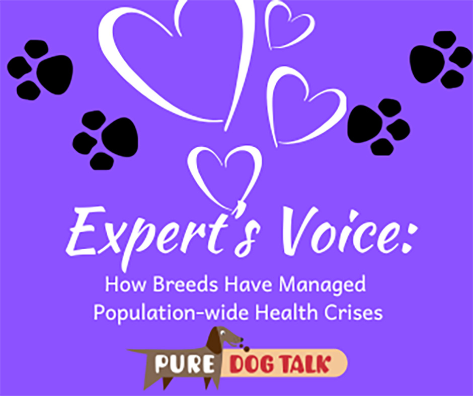 Veterinary-Voice-How Breeds Have Managed Population-wide Health Crises