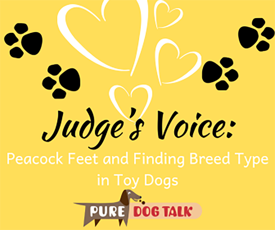 660 – Peacock Feet and Finding Breed Type in Toy Dogs