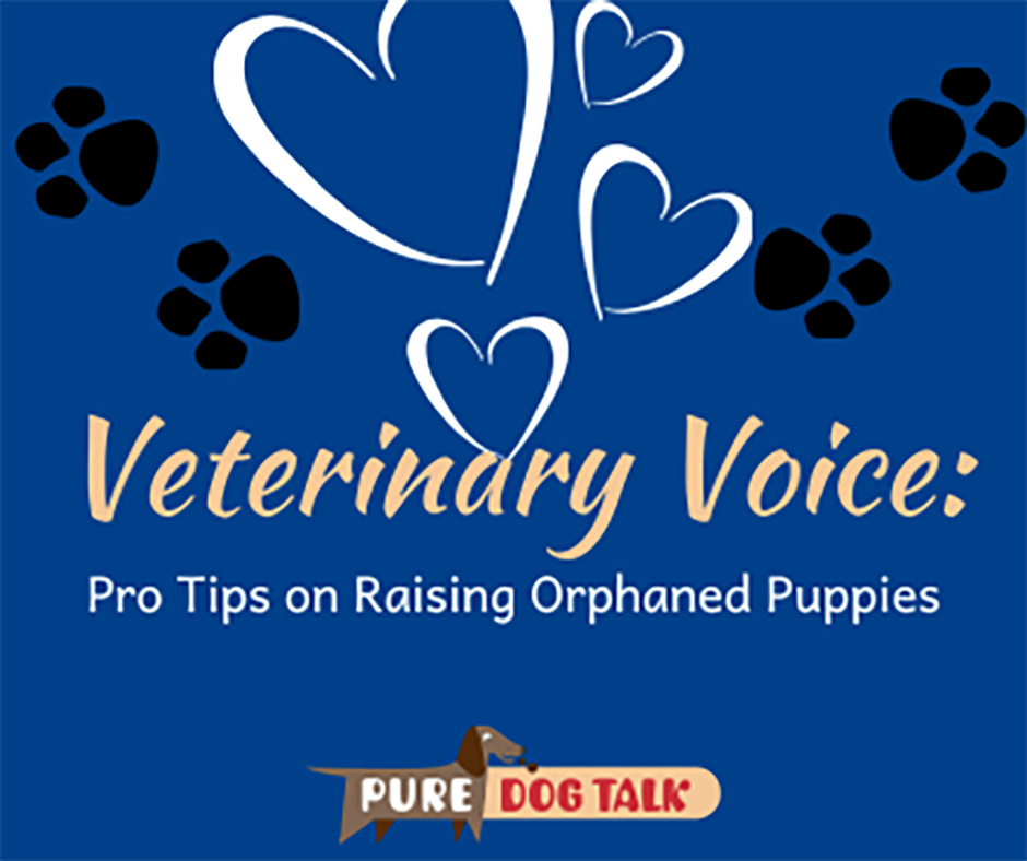 668 – Pro Tips on Raising Orphaned Puppies