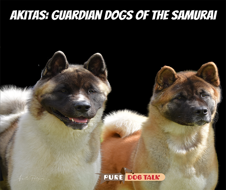 682 – Akitas: Guardian Dogs of the Samurai