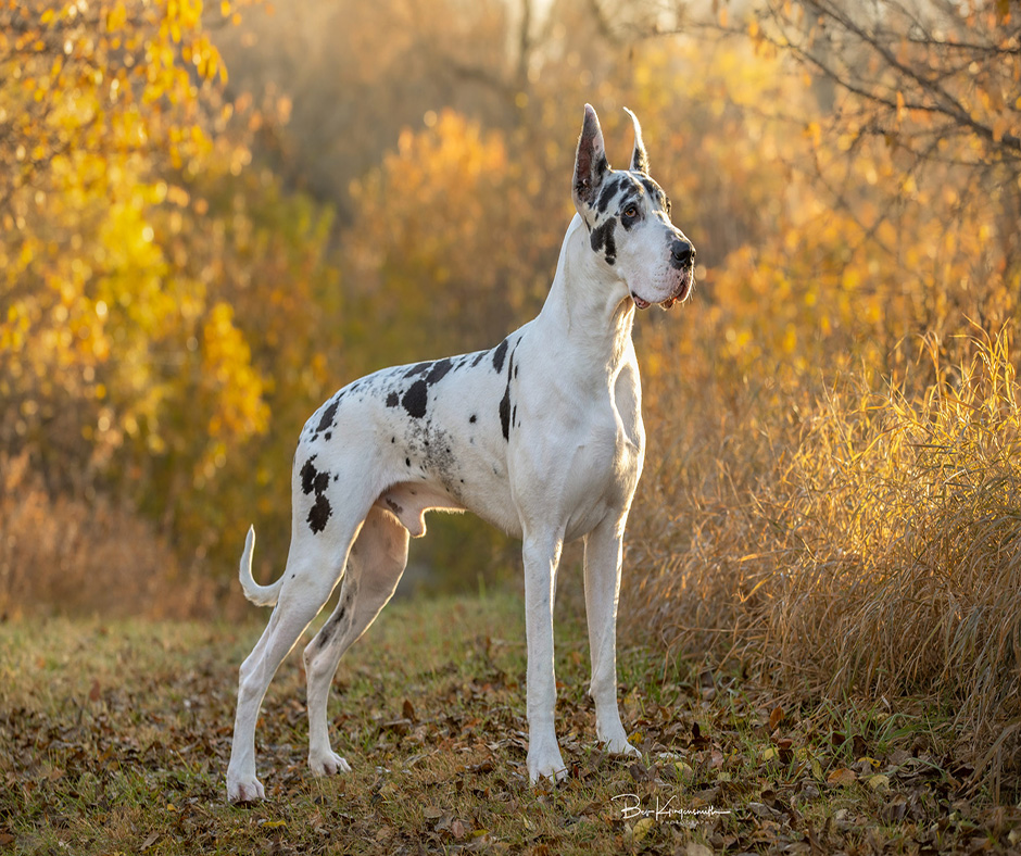687 – Movie Star Great Dane’s Owner Helps Educate the Public