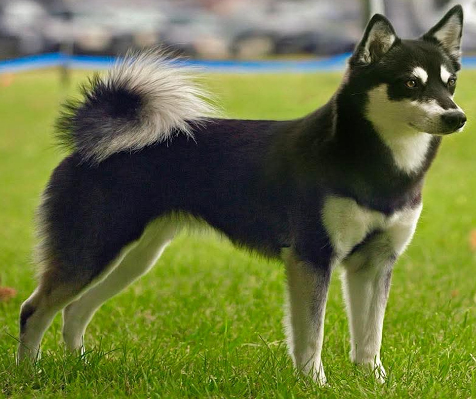 691 — Alaskan Klee Kai Move to Miscellaneous