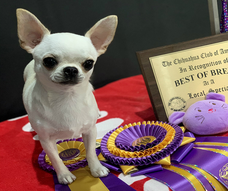 695 – The Tiny but Mighty Chihuahua with Kristi Green