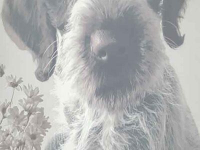Dog Breeding: Big Picture