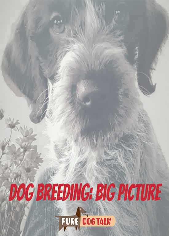 Dog Breeding: Big Picture