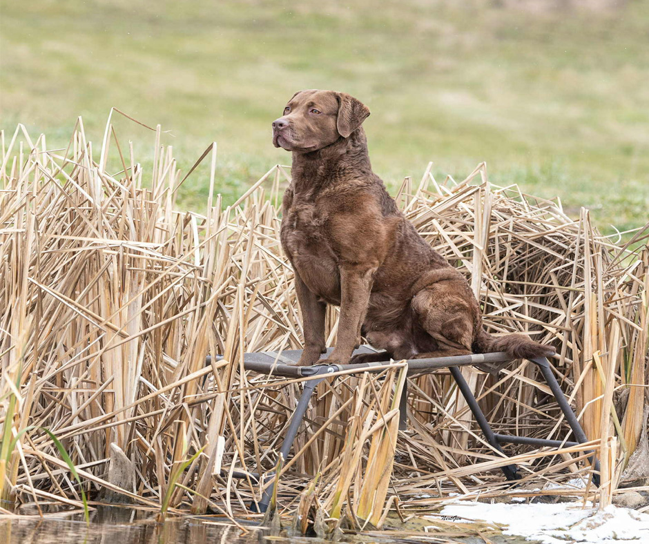 709 – Adam Levy’s Secrets to Success of Top-Level Dual Dogs
