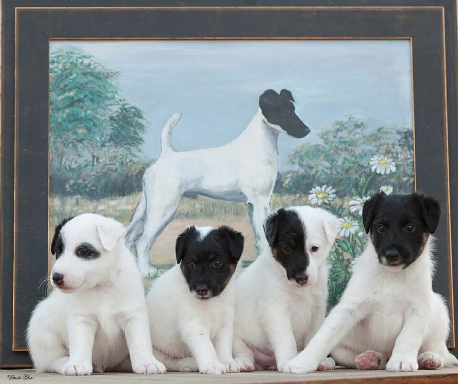 719 — Amy Rutherford on Smooths, Bred-By Success and Preservation Breeding