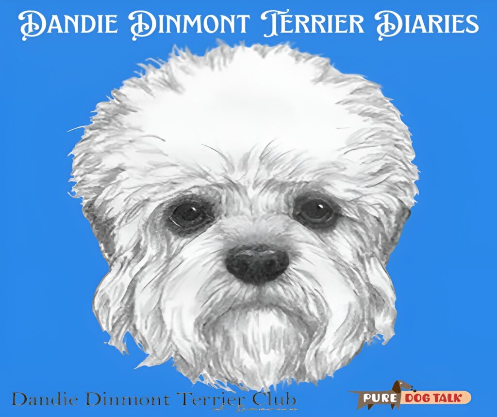 Curved Toplines and Hearts of Gold Tarwathie Dandie Dinmont Terriers-Picsart-AiImageEnhancer