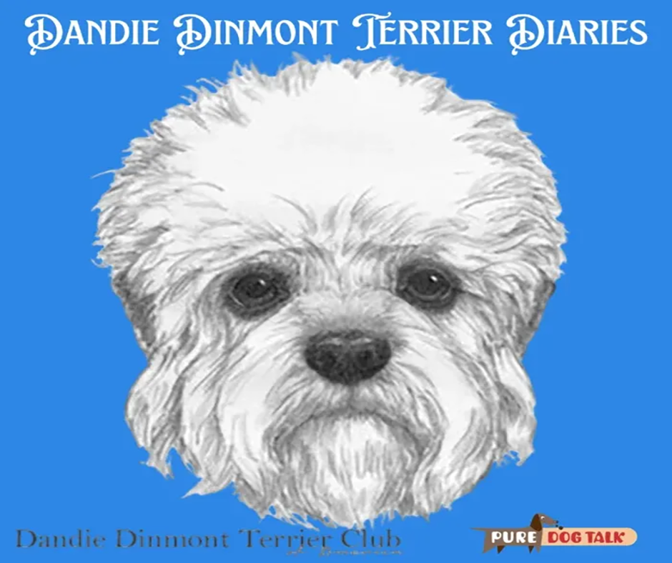 Clubhouse: Dandie Dinmont Terriers: Mentorship in Motion: The Power of Partnership