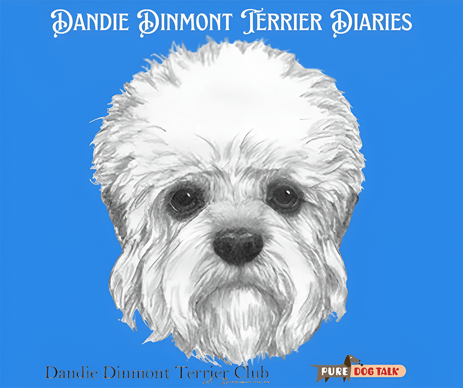 Clubhouse: Dandie Dinmont Terriers: Breeding with Integrity and Soft Outlines