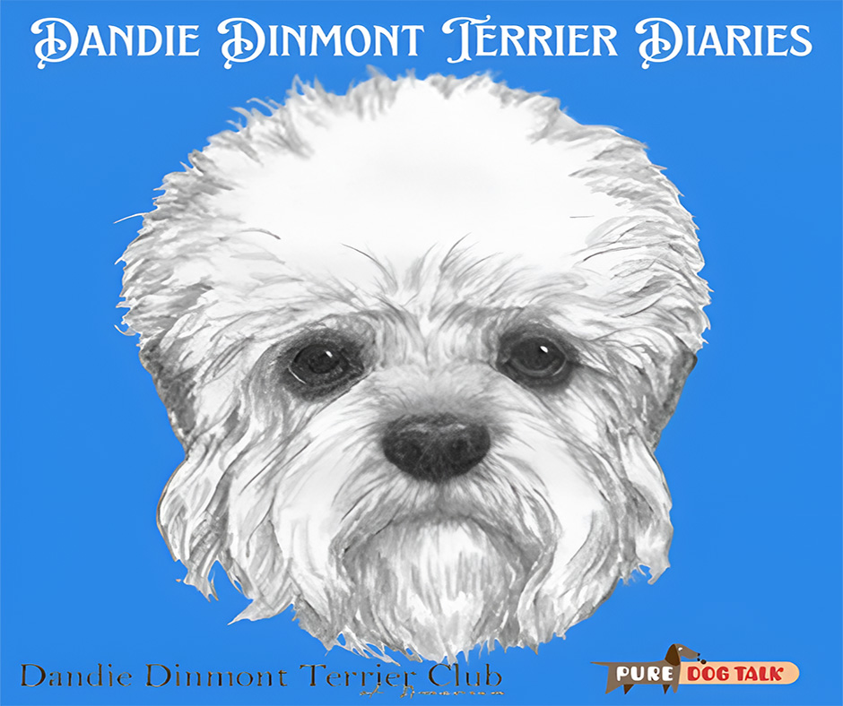 Dandie Dinmont