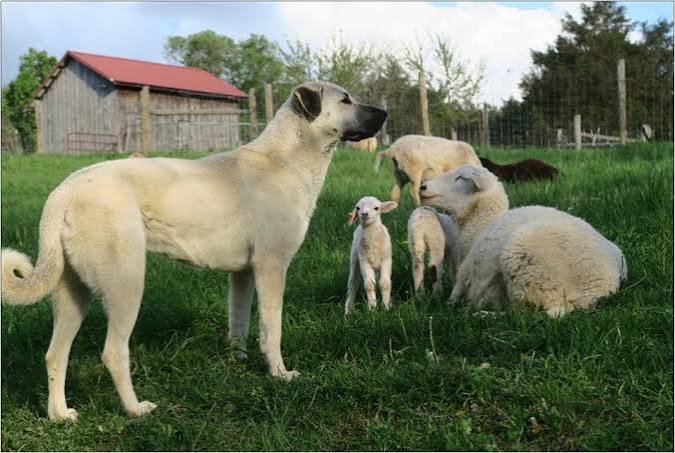 Anatolian Shepherd Dog