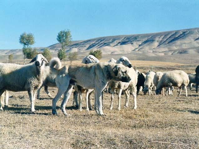 Anatolian Shepherd Dog