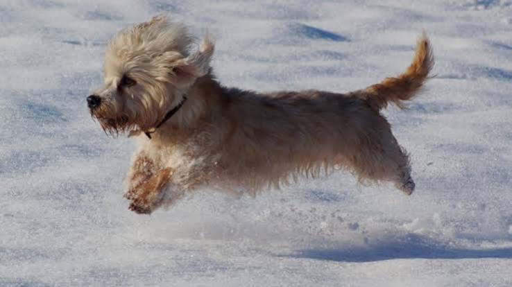 Dandie Dinmont Terrier
