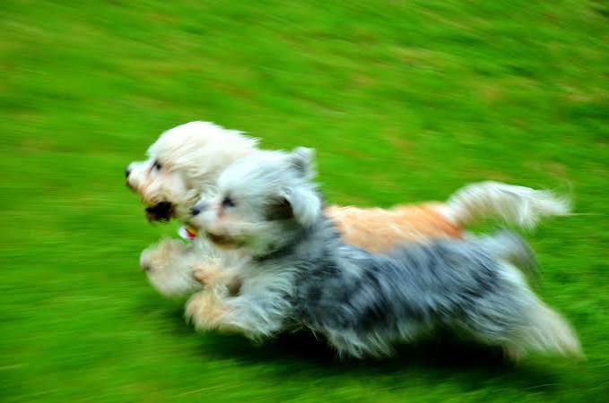 Dandie Dinmont Terrier
