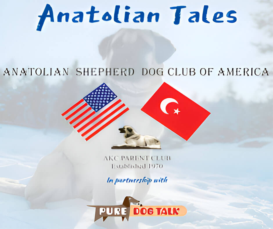 Preserving Ancient Working Traits Linebreeding, Health Testing & LGD Temperament_