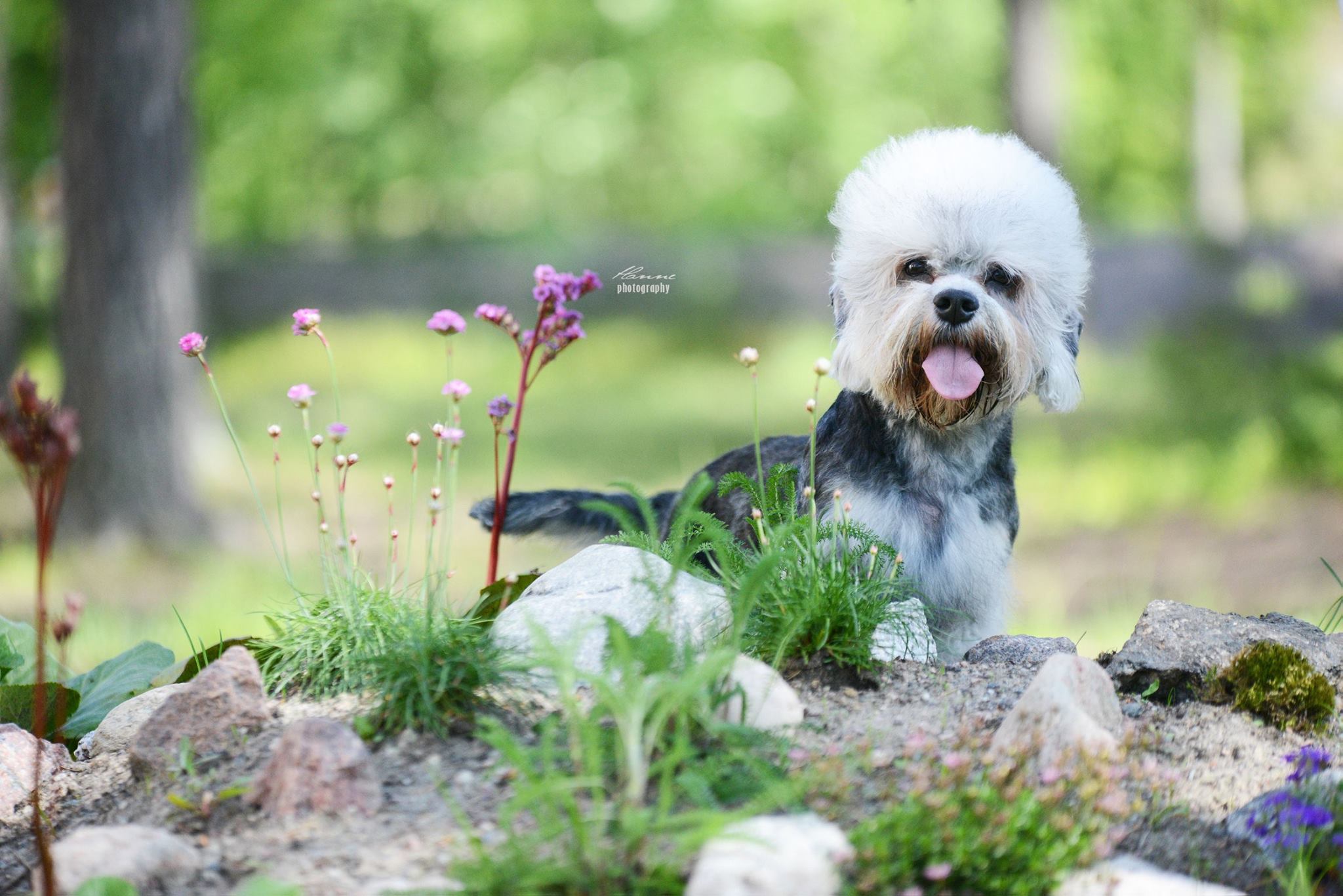 Dandie Dinmont Terrier