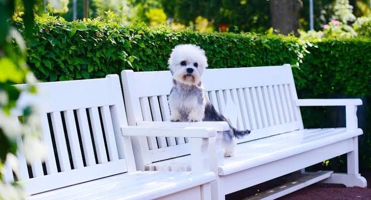 Dandie Dinmont Terrier