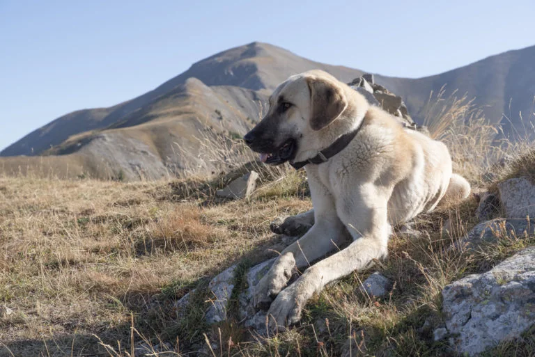 Anatolian Shepherd Dog