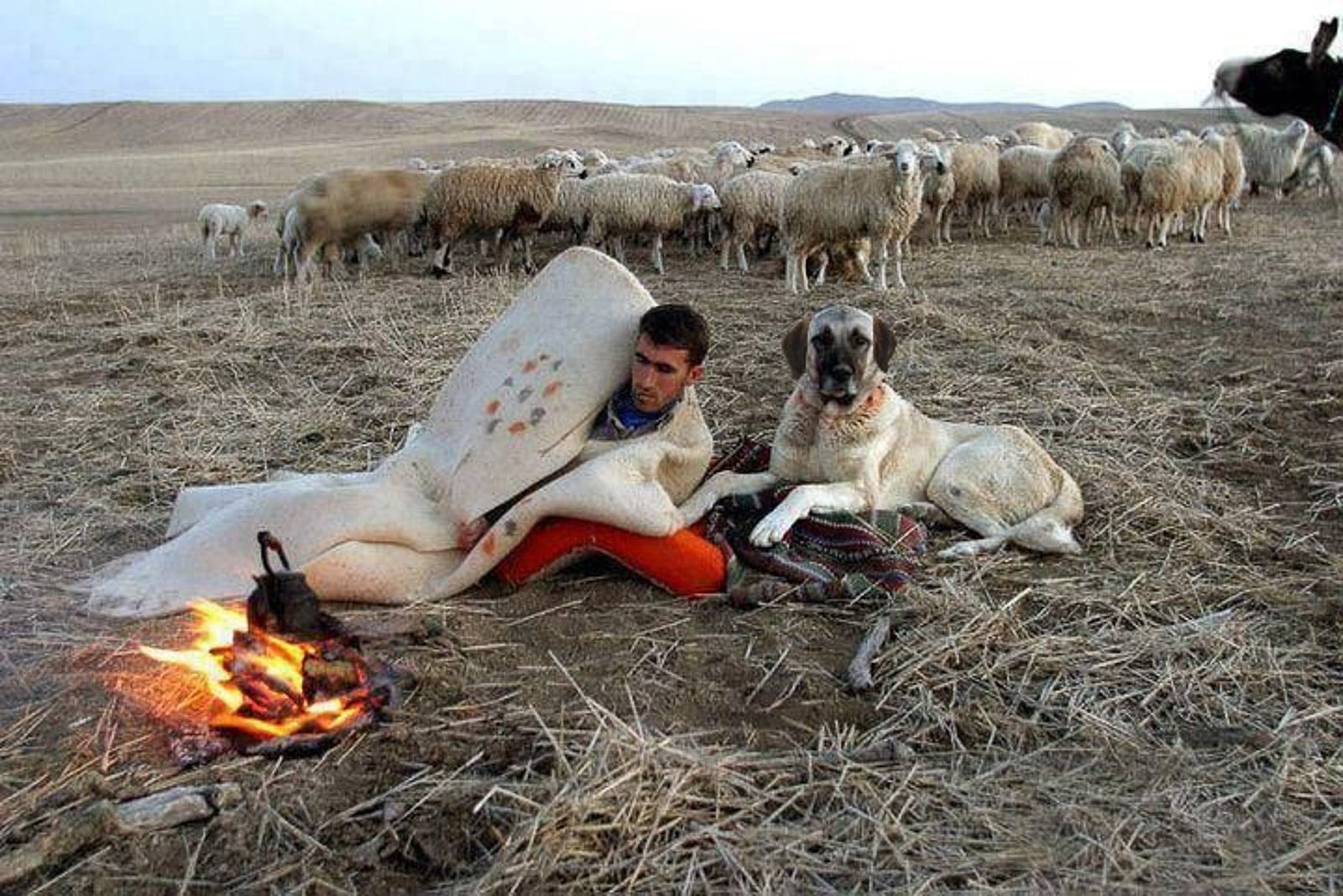 Anatolian Shepherd Dog