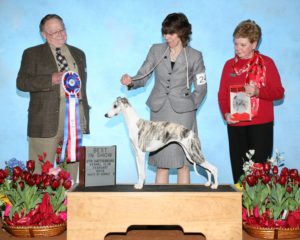 Whippet