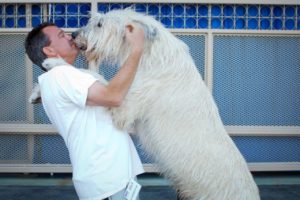 Irish Wolfhound