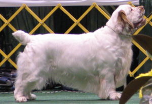 Clumber Spaniel